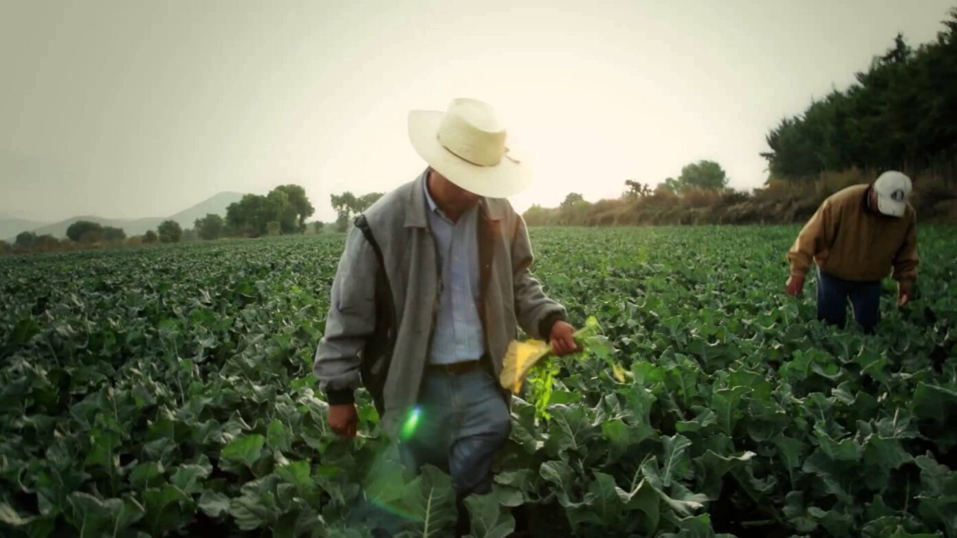 Jóvenes, factor de cambio para el campo mexicano