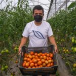 00 jitomate mexicano (4)