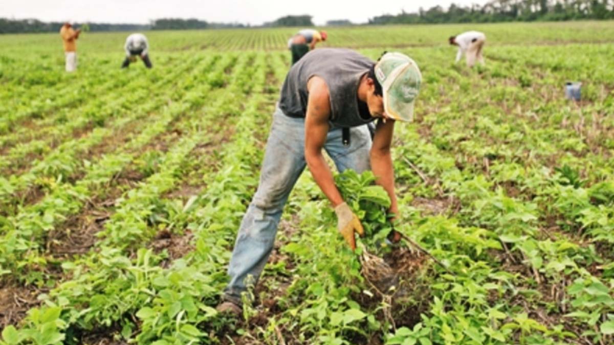 Avanzan acuerdos para entregar semilla certificada a frijoleros |  Meridiano.mx